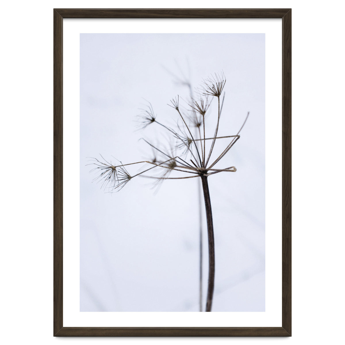 Wildflower in Winter