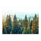Pine Beauty (Print Only) thumbnail