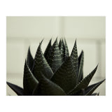 Succulent (Print Only) thumbnail