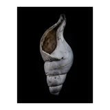 Shells No 12 Color Version (Print Only) thumbnail