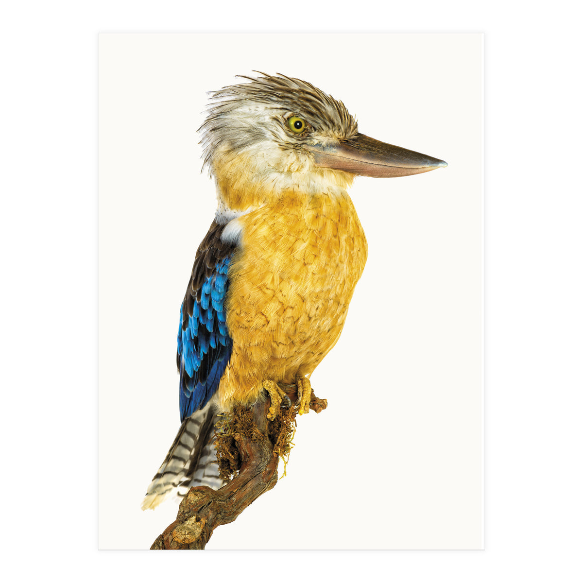 Cc Birds 07 (Print Only)