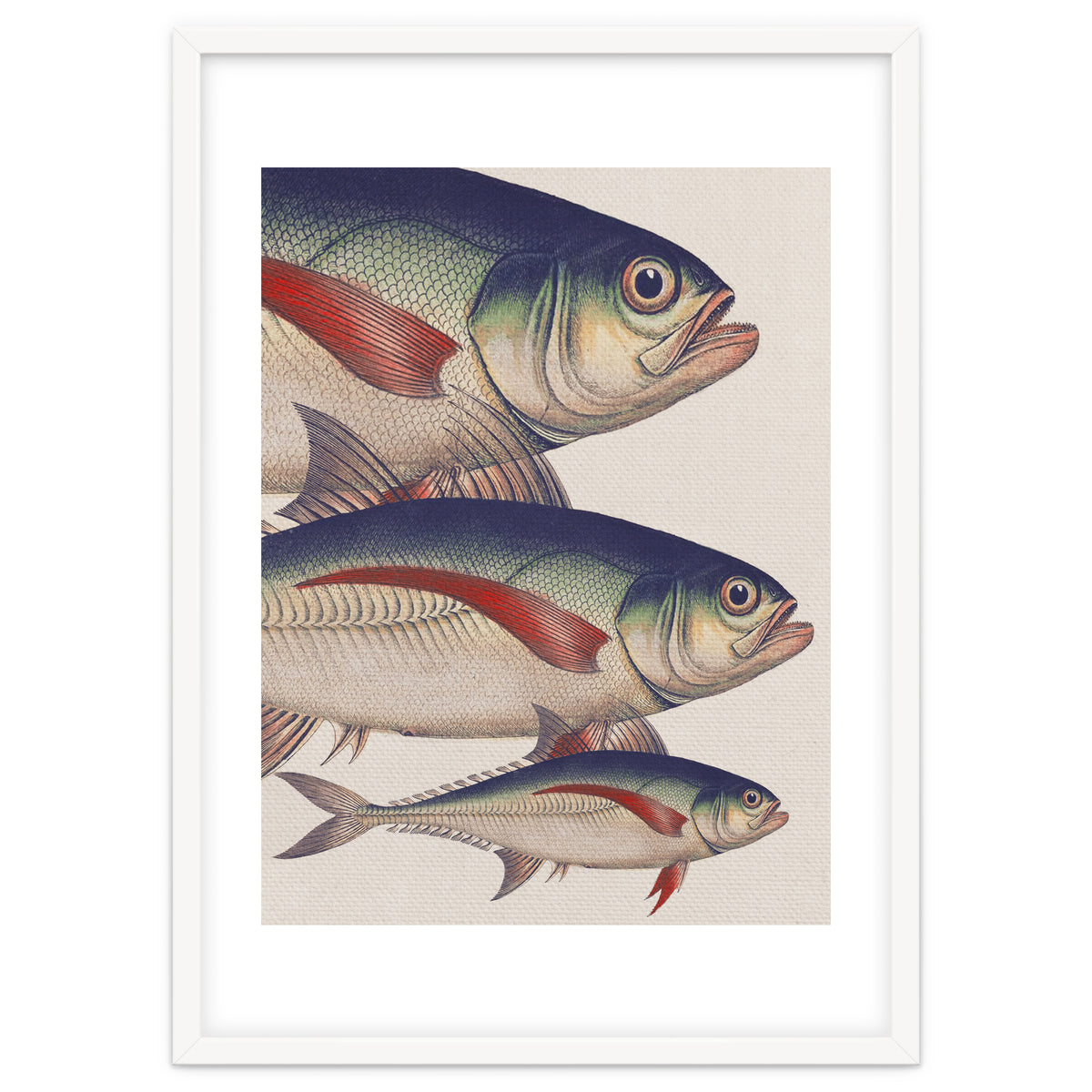 Fish Classic Designs 5