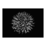 Backyard Flowers In Black And White No 45 (Print Only) thumbnail