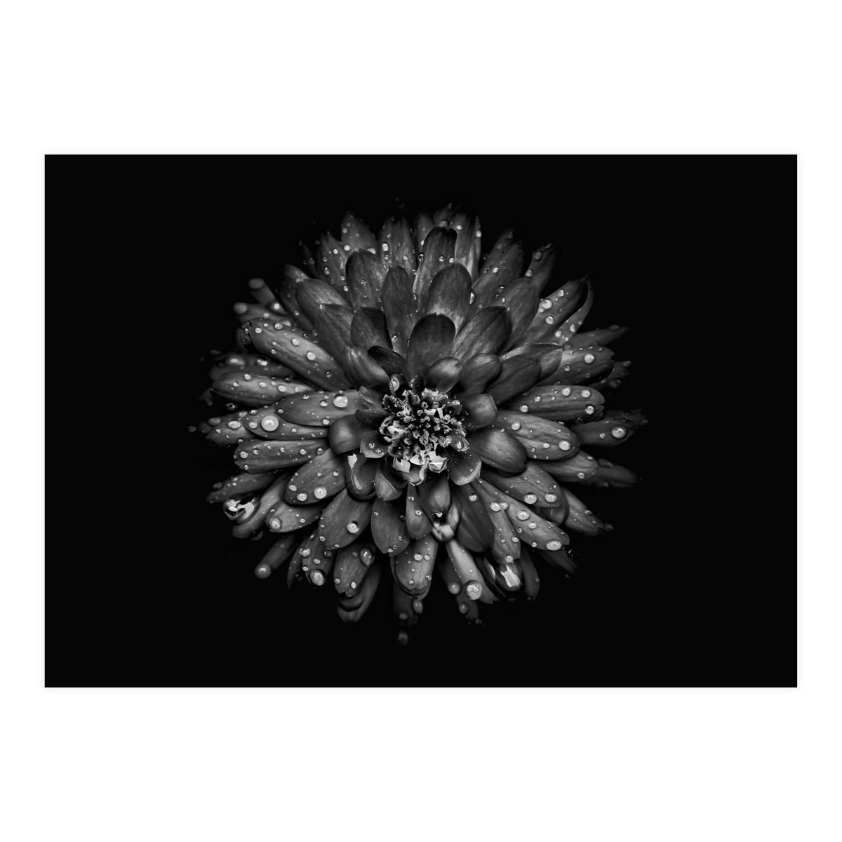 Backyard Flowers In Black And White No 45 (Print Only)