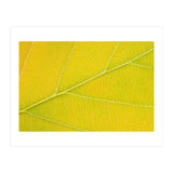 Autumn Leaf (Print Only) thumbnail