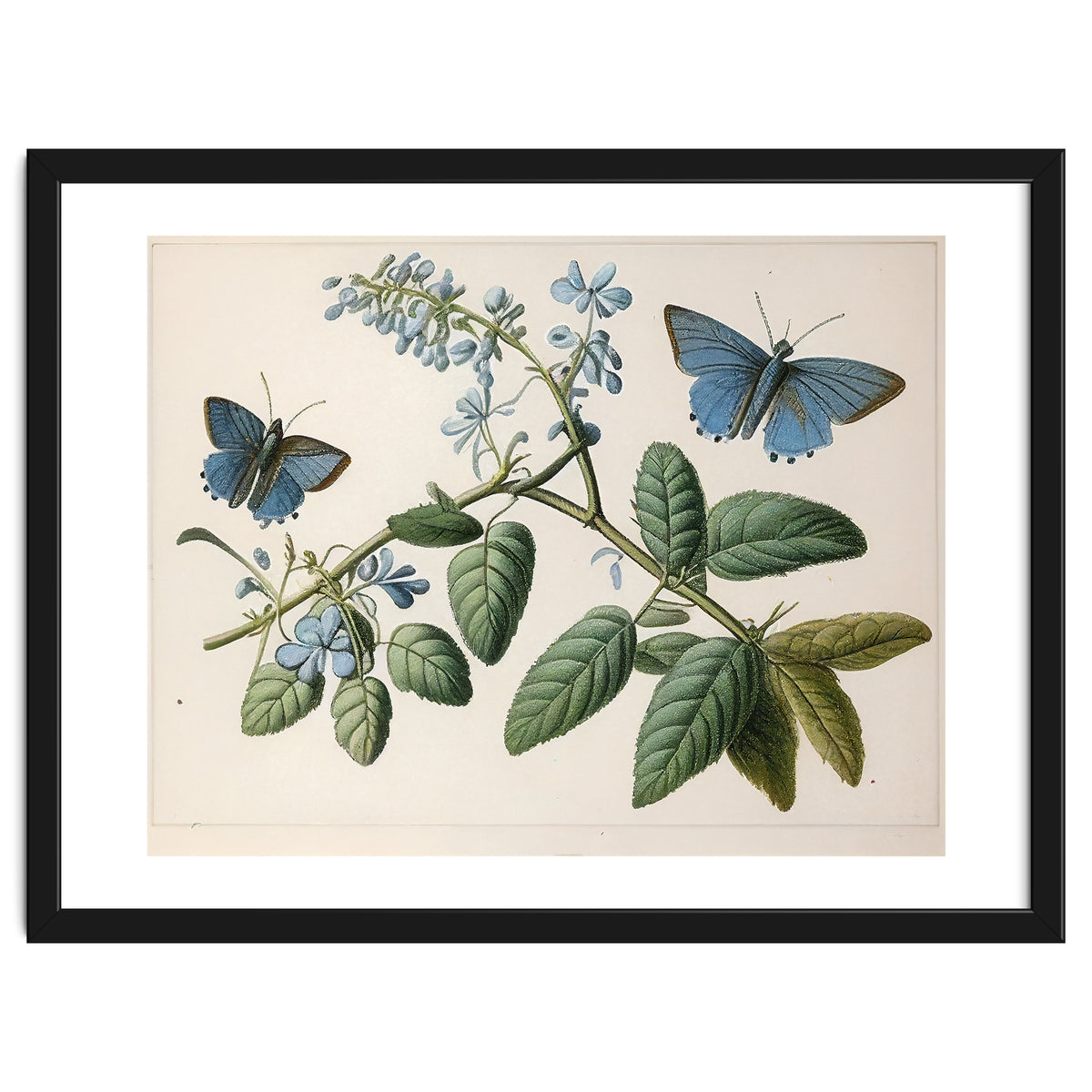 Butterflies Vintage Illustration