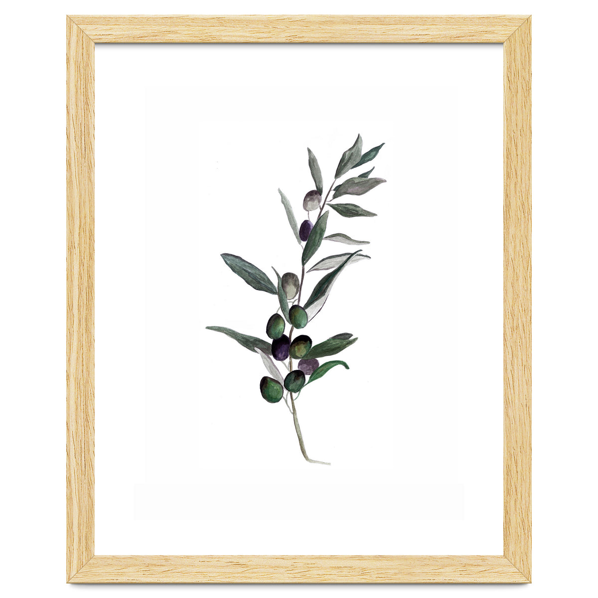 Botanical Illustration Olive