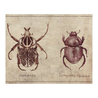 Ornate Goliath Trichogomphus Martabani (Print Only)