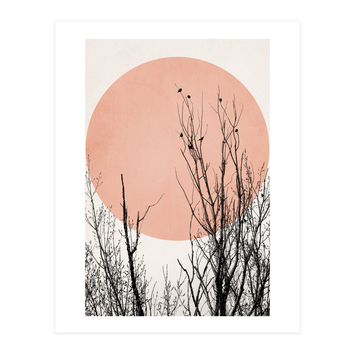 Sunset Dreams Rose (Print Only)