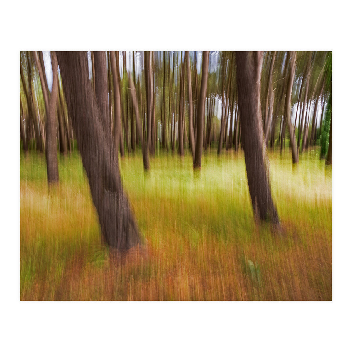 Amongst The Trees (Print Only)