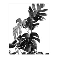 Monstera Black And White 09 (Print Only)
