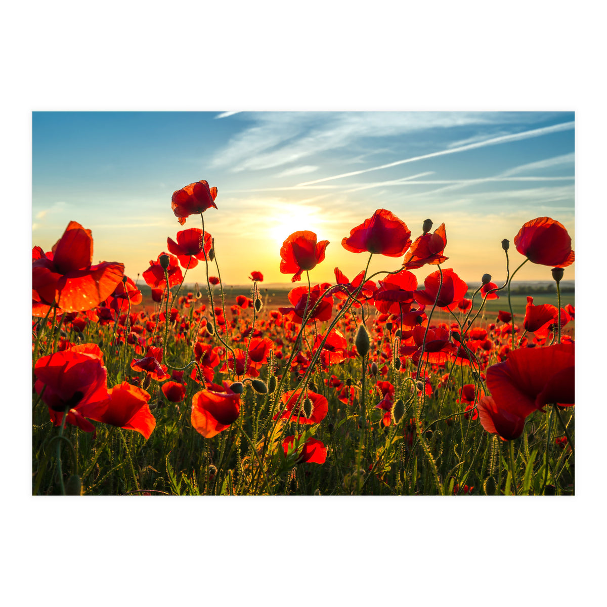 Poppies (Print Only)