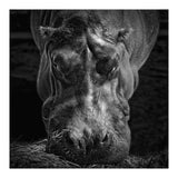 Hippopotamus (Print Only) thumbnail