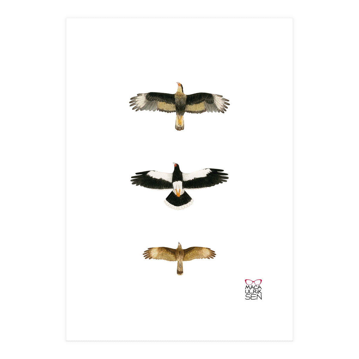 Falconidae n.2 (Print Only)