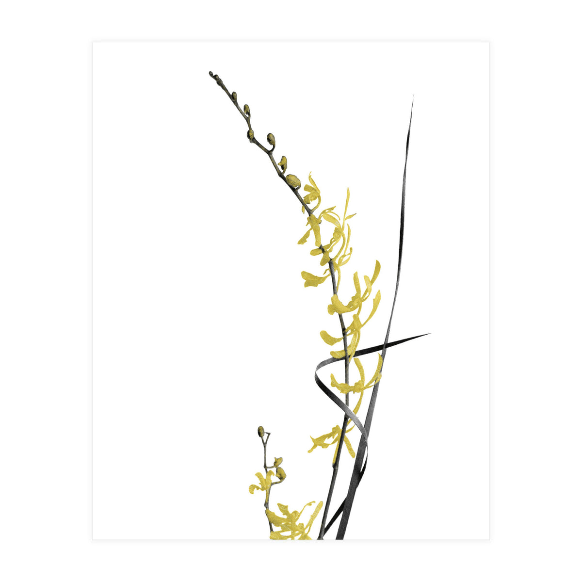 Flower Minimal Black And Gold 06 (Print Only)