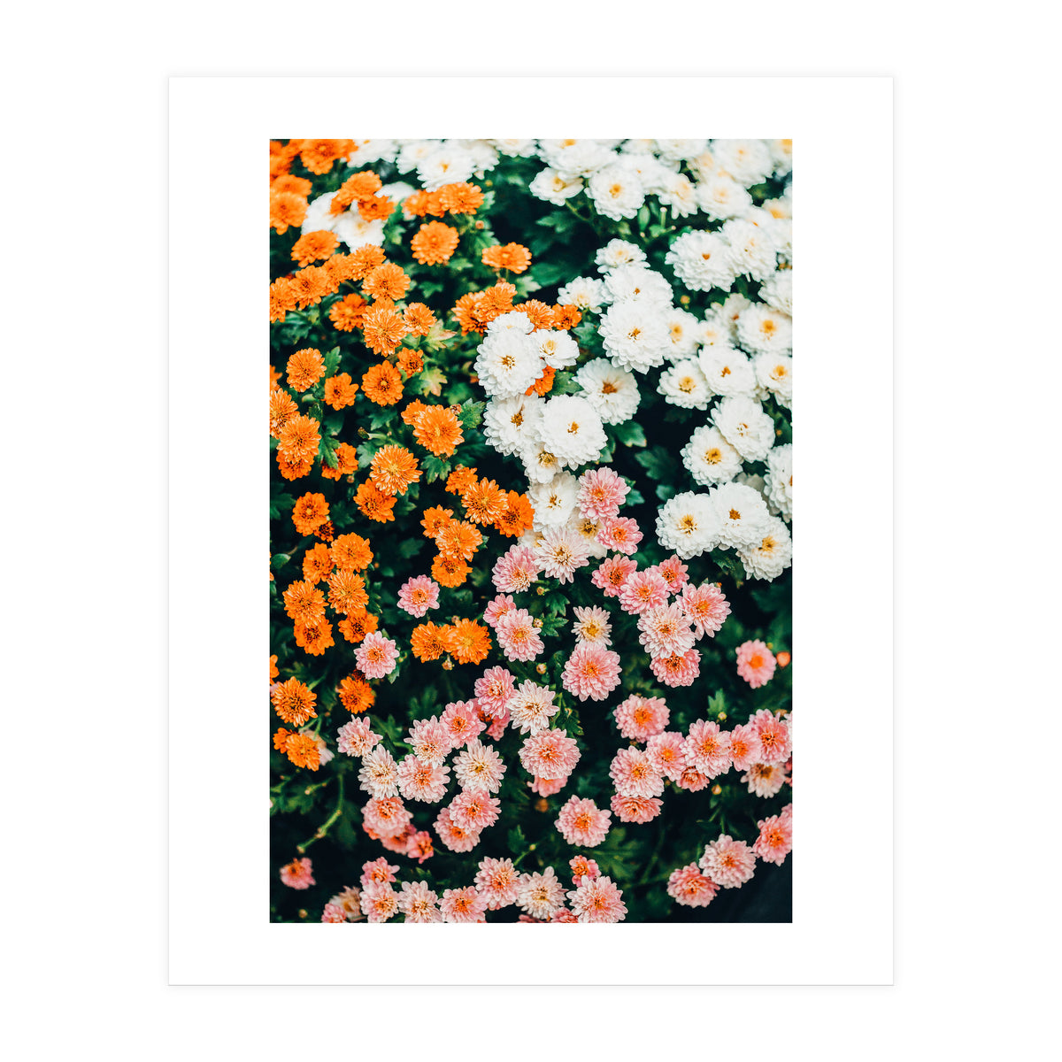 In My Garden (Print Only)