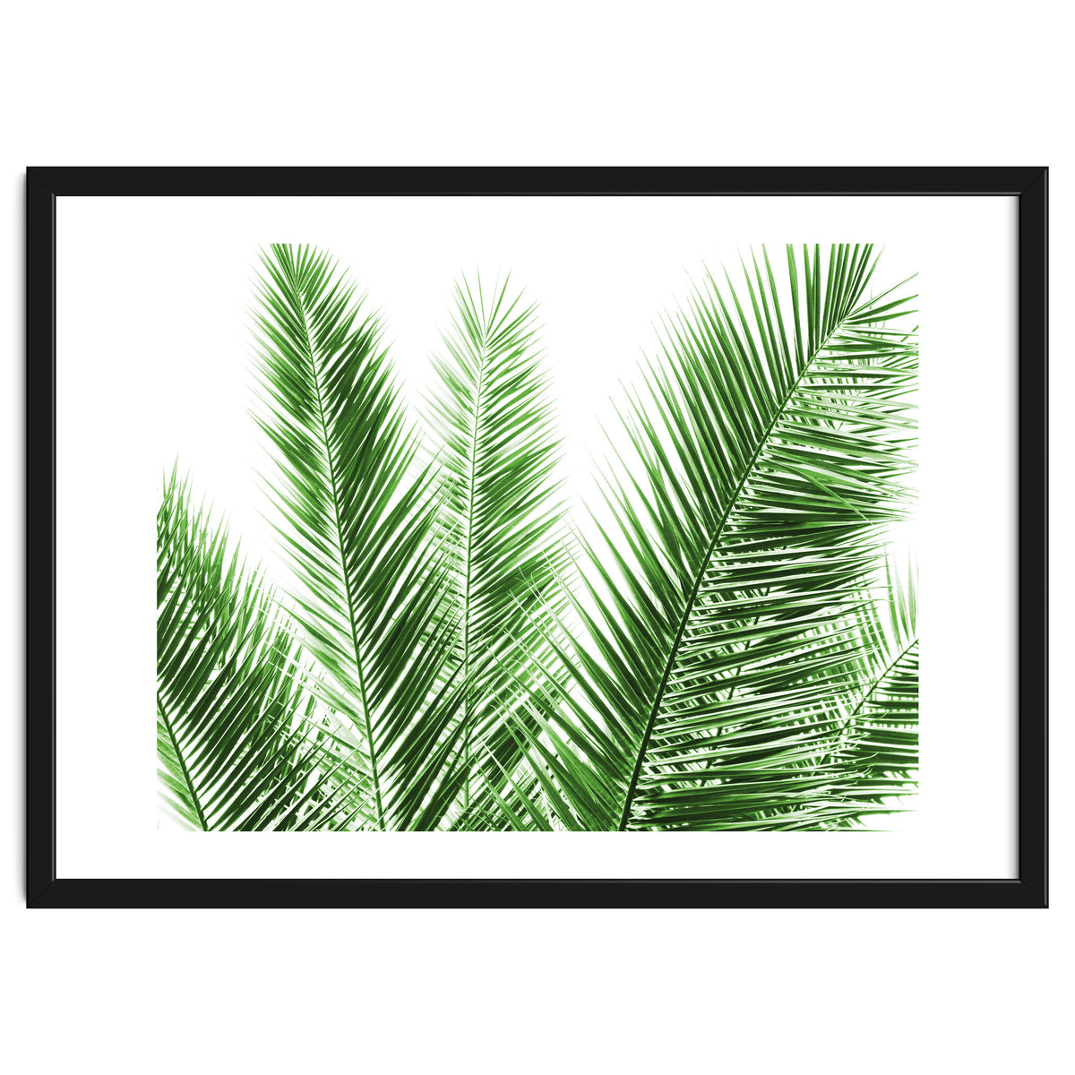 Palm Leaves