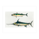Different types of fishes illustrated  (Print Only) thumbnail