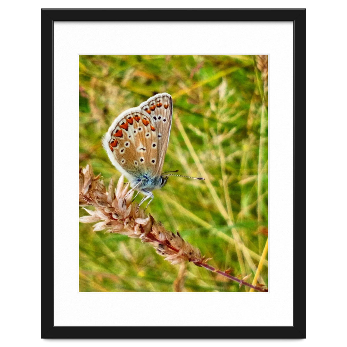 Butterfly in the meadow
