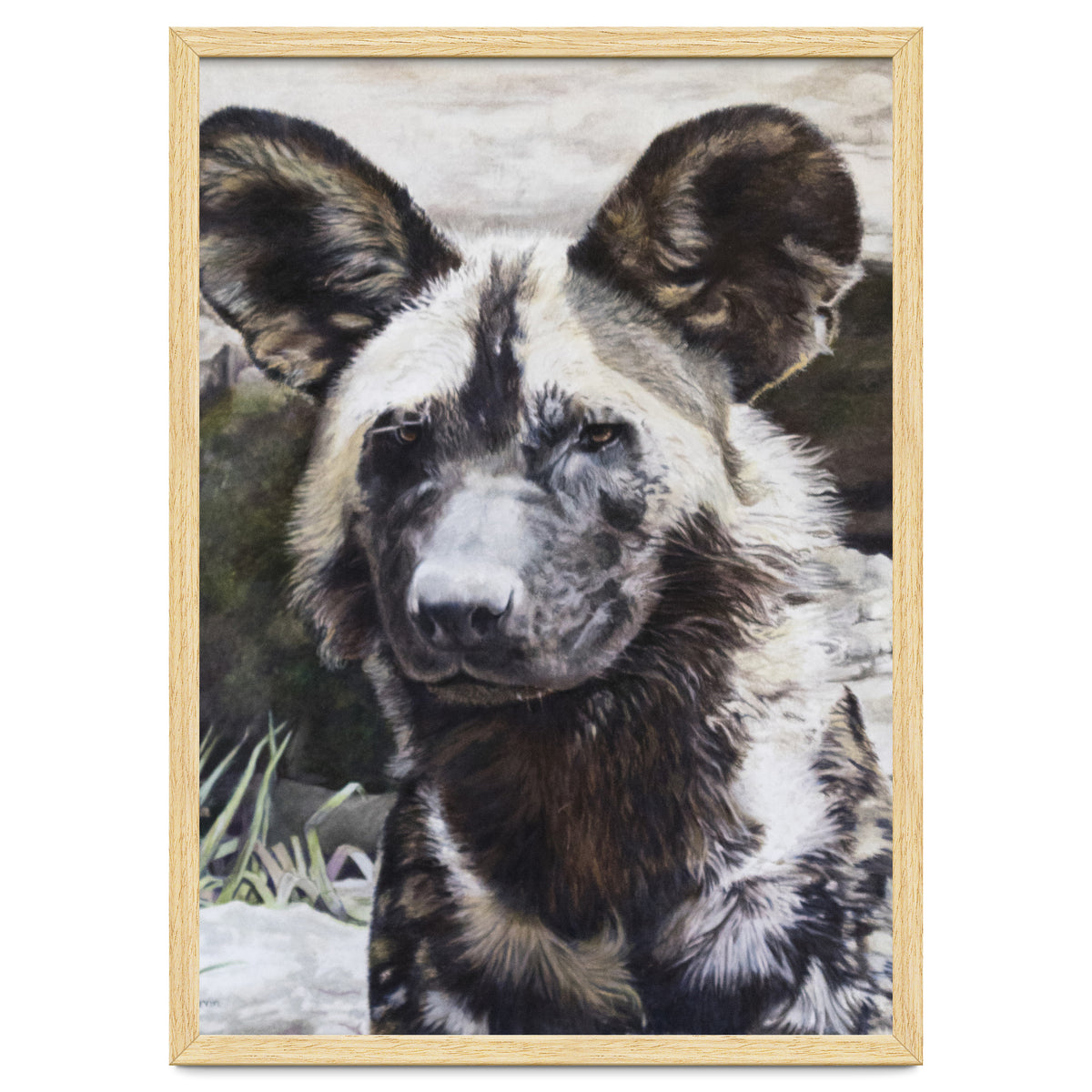 African Painted Dog II