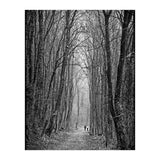 Forest path (Print Only) thumbnail
