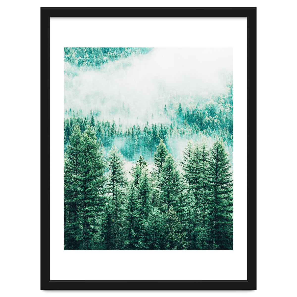 Forest And Fog