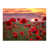 Poppies at Evening (Print Only) thumbnail
