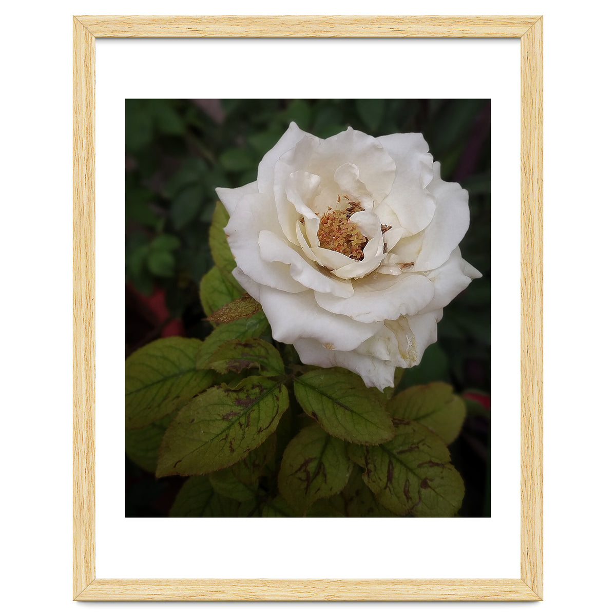Fabulous White Rose Garden
