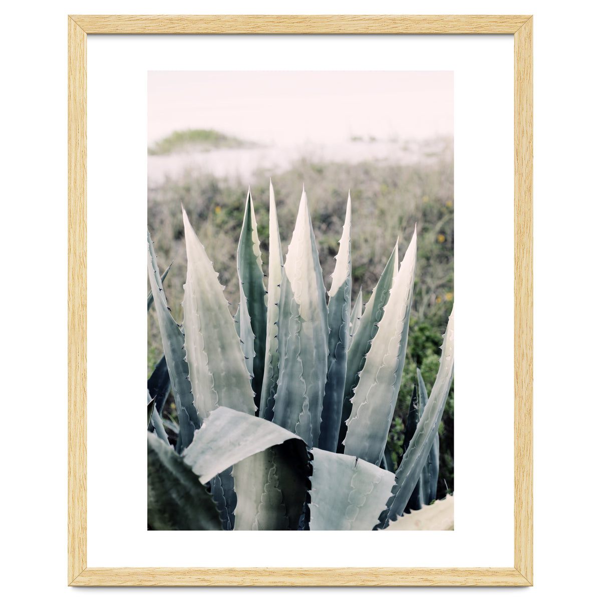 Pale Agave