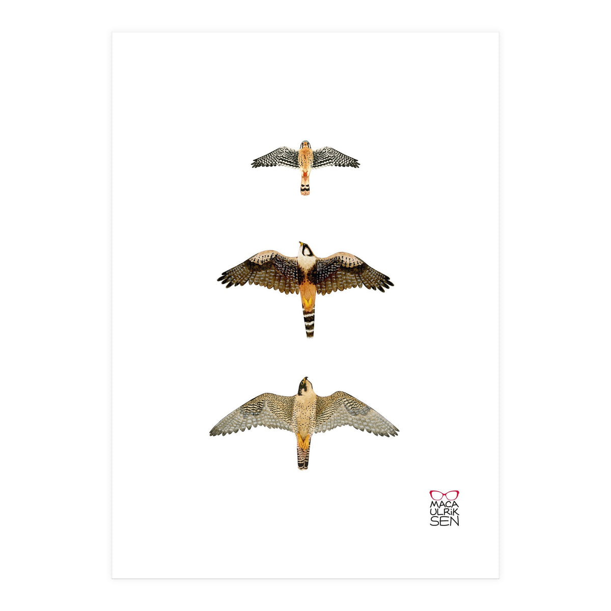 Falconidae n.1 (Print Only)