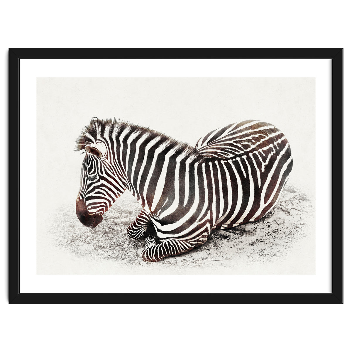 Zebra