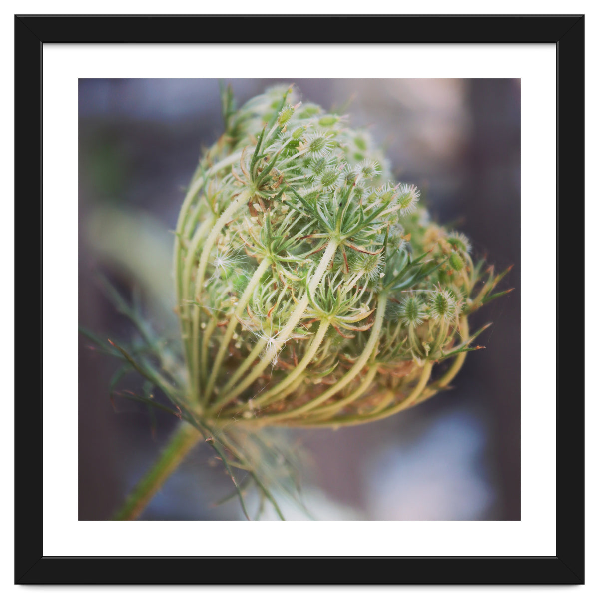 Seed head