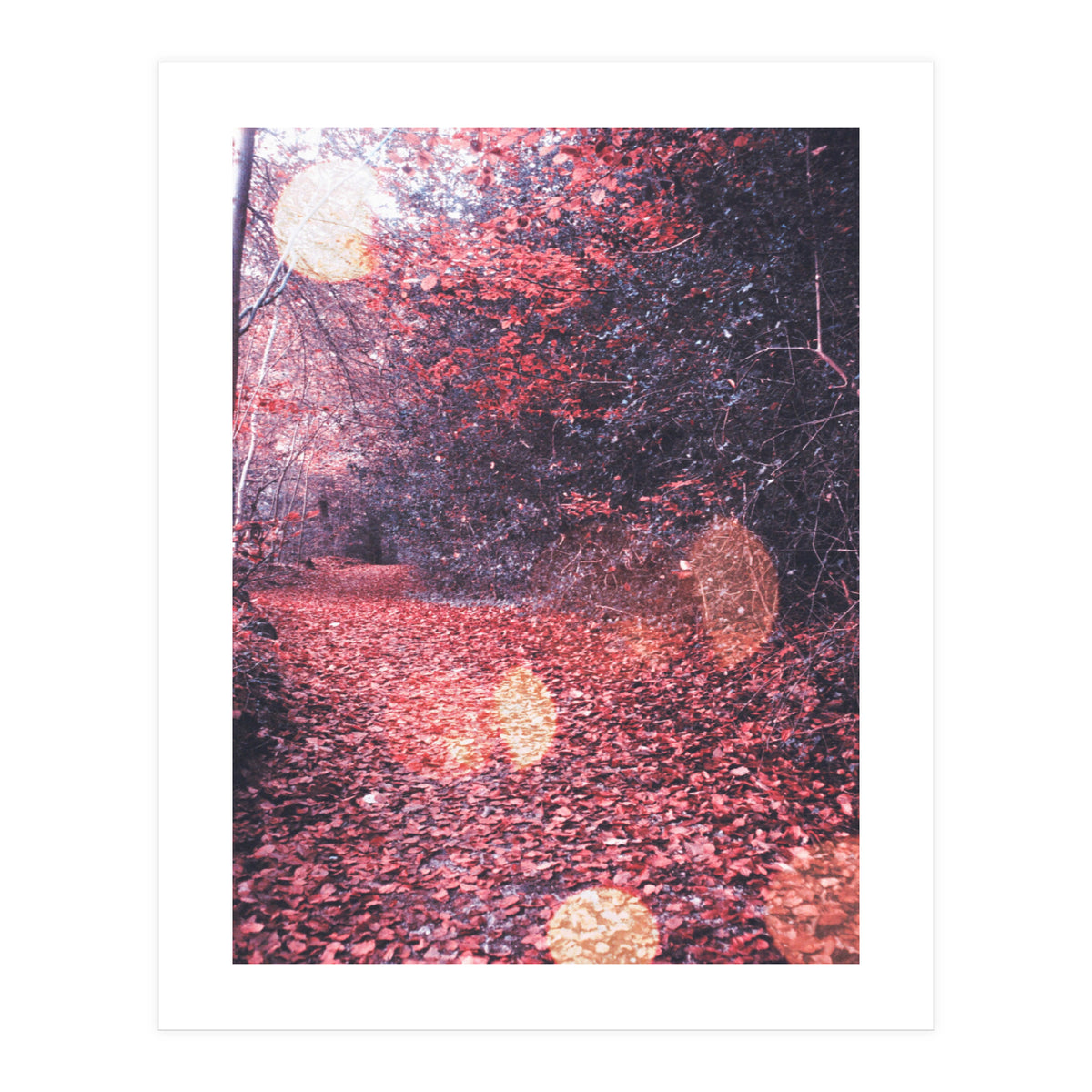 Autumn Flares (Print Only)