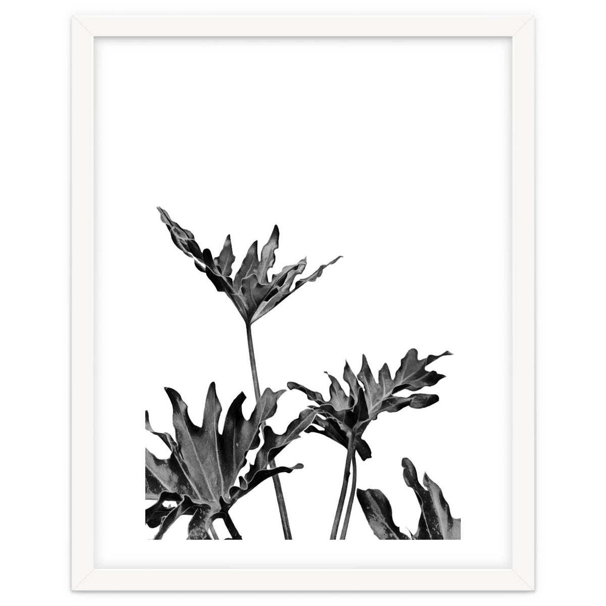 Monstera Black And White 08