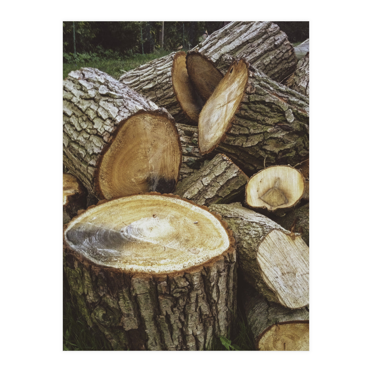 Bucolism 4 (Print Only)