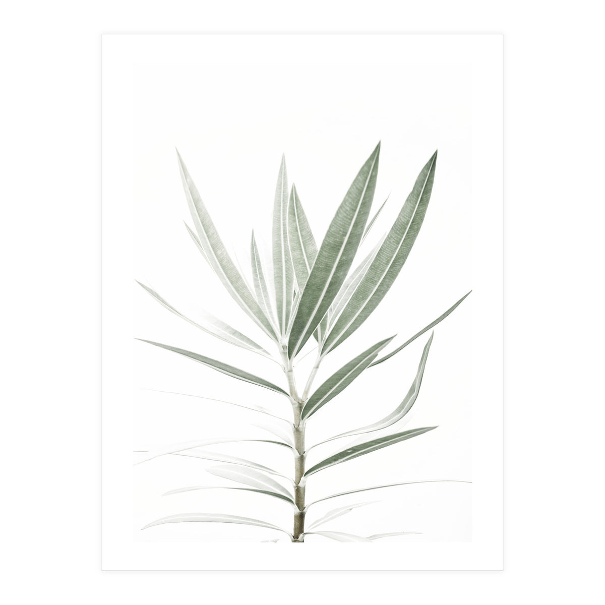Foliage (Print Only)