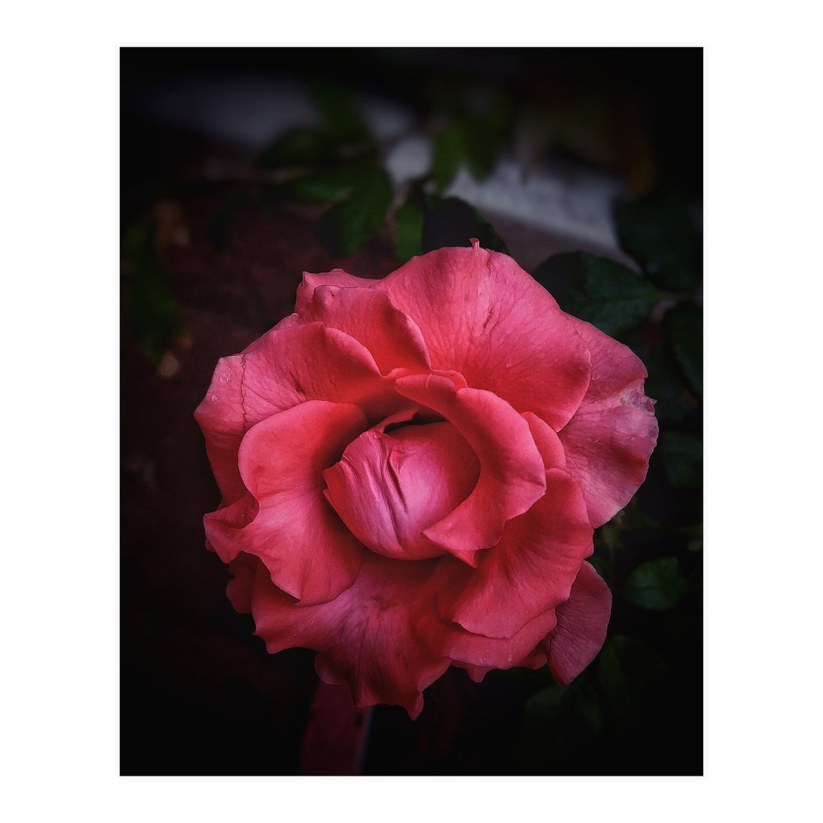 Red-Orange Rose (Print Only)