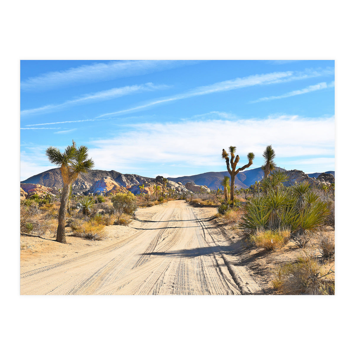 Joshua Tree II (Print Only)