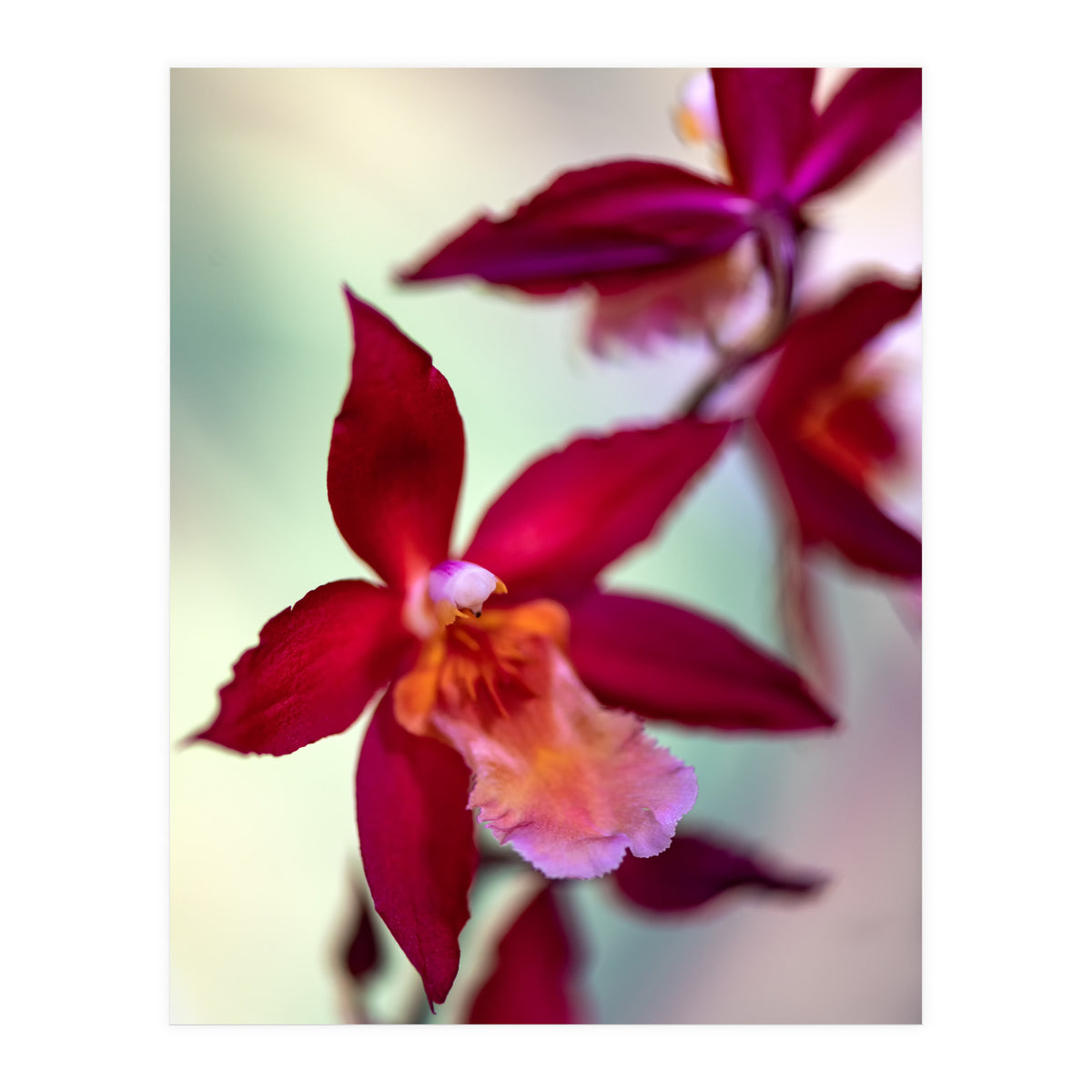 Orchidee Flower (Print Only)