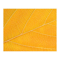 Autumn Leaf  (Print Only)