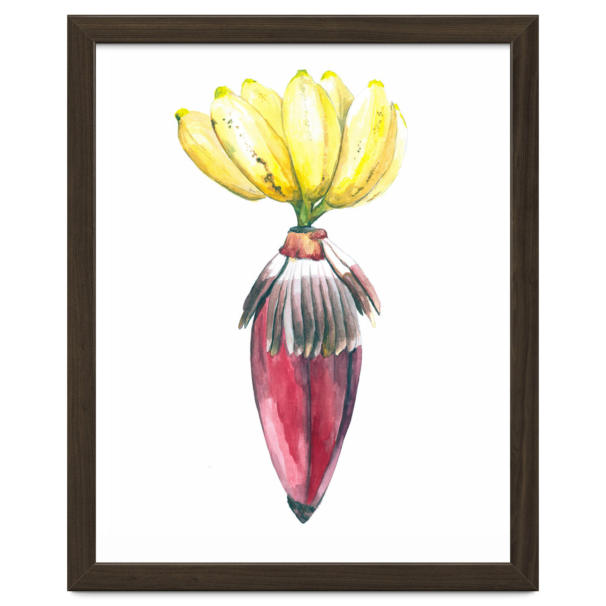 Botanical Illustration Banana