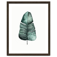 Botanical Illustration Banana Leaf