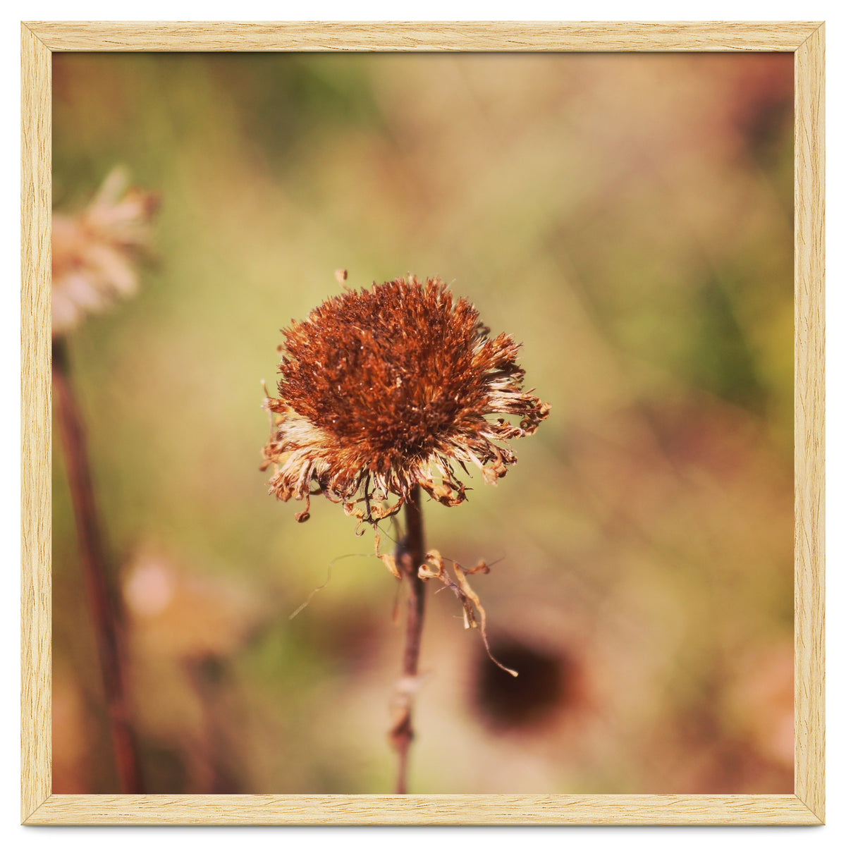 dried daisy
