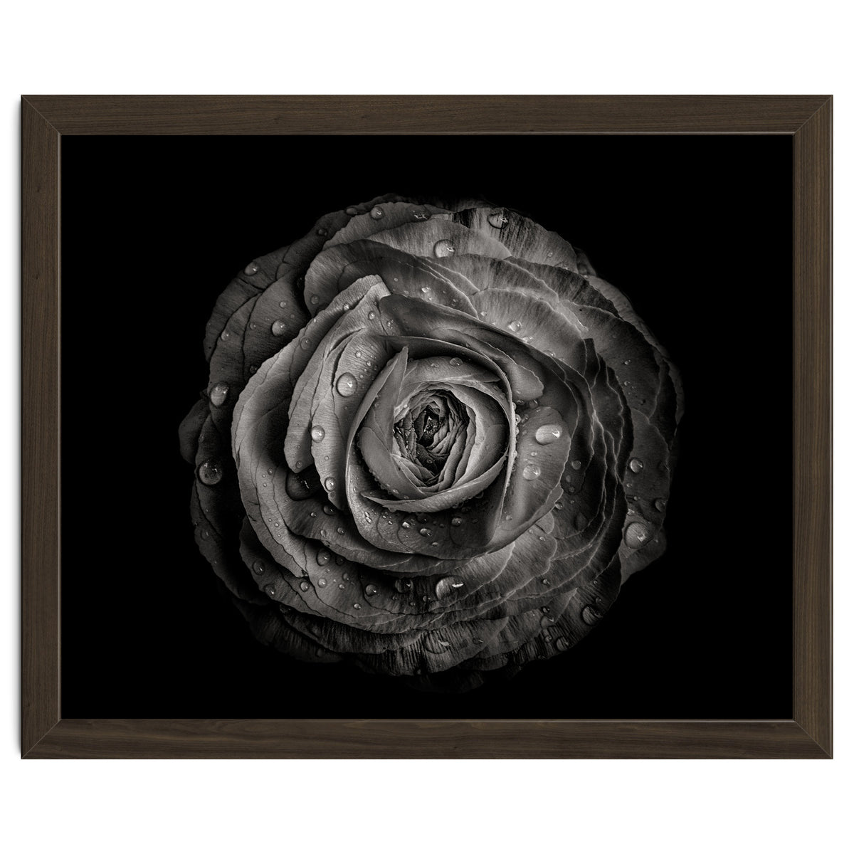 Backyard Flowers In Black And White 72