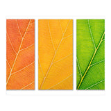 Autumn Leaves (Print Only) thumbnail