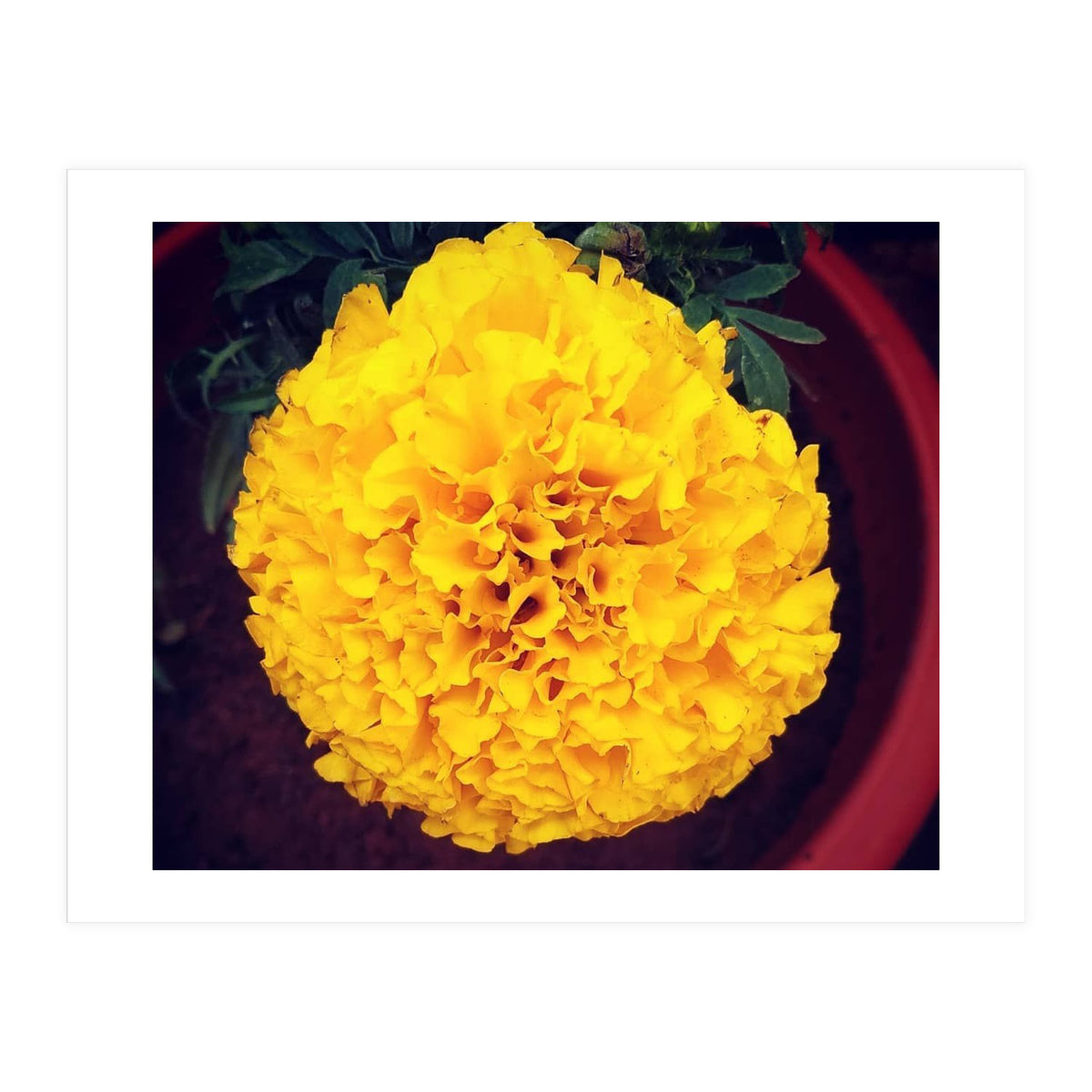 Yellow Chrysanthemum (Print Only)