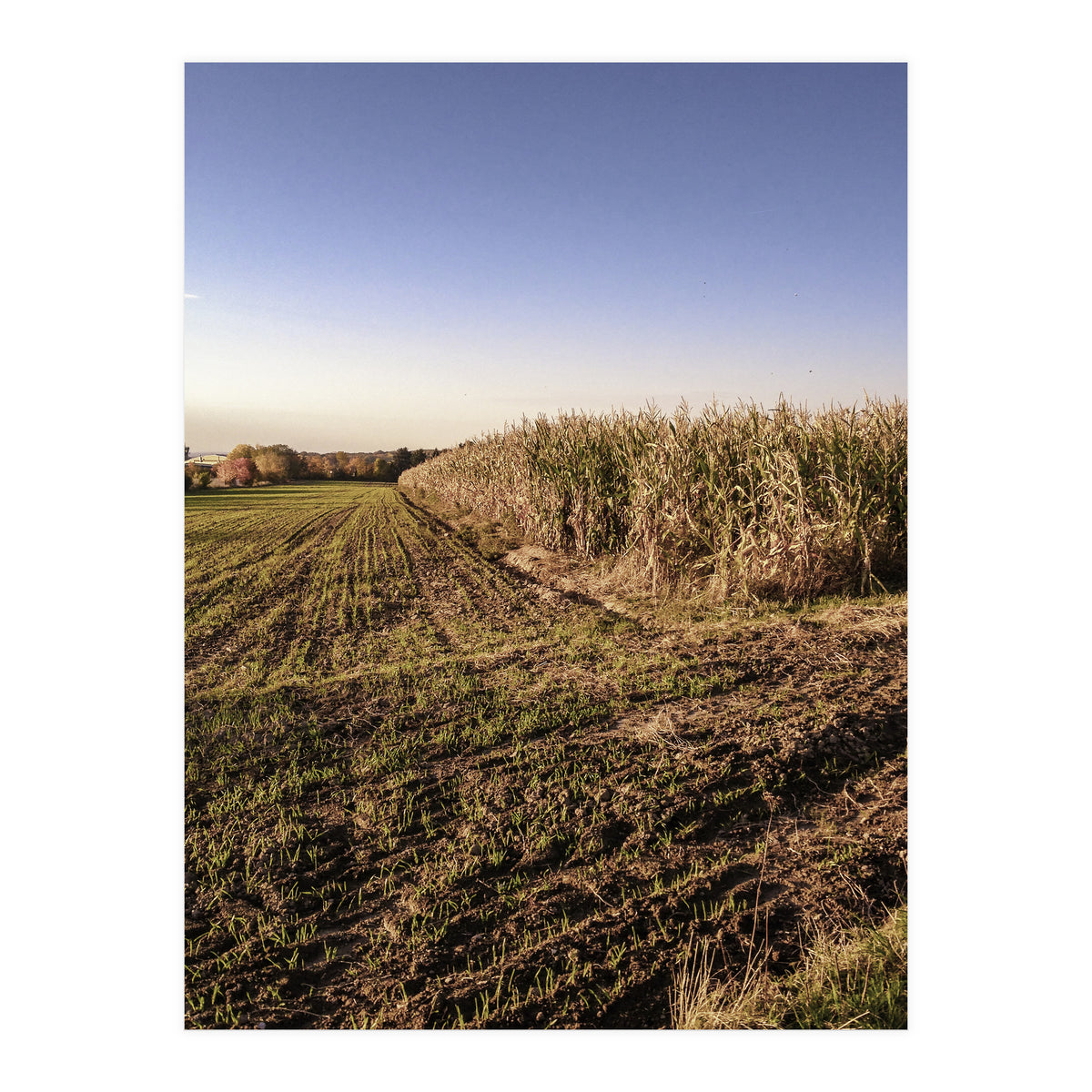 Bucolism 3 (Print Only)