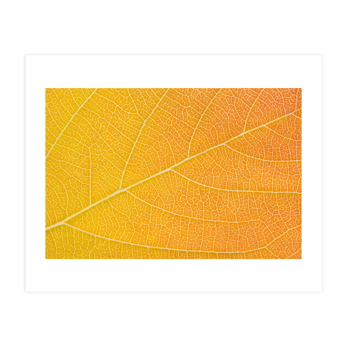 Autumn Leaf (Print Only)