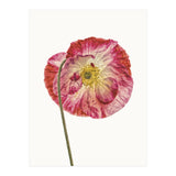 Cc Poppy 04 (Print Only) thumbnail