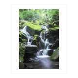 Forest (Print Only) thumbnail
